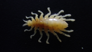  (Temnophliantidae - HF23_12_01)  @11 [ ] Unspecified (default): All Rights Reserved  Unspecified Unspecified