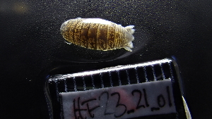  (Cirolana cf hirtipes - HF23_21_01)  @11 [ ] Unspecified (default): All Rights Reserved  Unspecified Unspecified