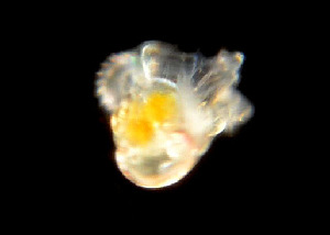  ( - BIOUG01205-B08)  @11 [ ] CreativeCommons - Attribution Share-Alike (2019) Peter Bryant University of California, Irvine, Developmental Biology Centre