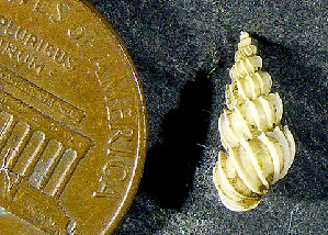  ( - CCDB-36354 F02)  @11 [ ] Unspecified (default): All Rights Reserved (2020) Peter J. Bryant University of California, Irvine