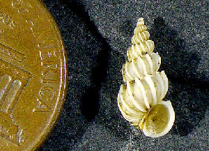  ( - CCDB-36354 F03)  @11 [ ] Unspecified (default): All Rights Reserved (2020) Peter J. Bryant University of California, Irvine