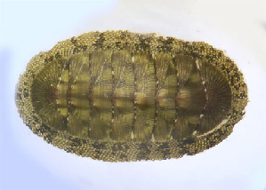  (Chiton virgulatus - CCDB-24236-C07)  @11 [ ] Unspecified (default): All Rights Reserved (2017) Peter J. Bryant University of California, Irvine
