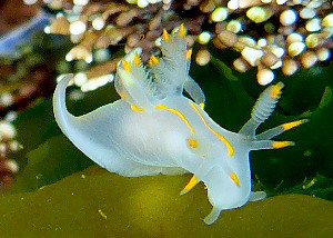  ( - CCDB 31729 C05)  @11 [ ] Unspecified (default): All Rights Reserved (2019) Peter J. Bryant University of California, Irvine