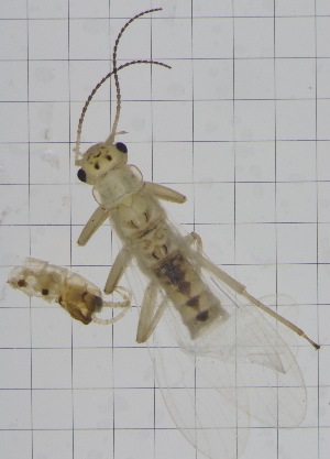  ( - CCDB-51874-E04)  @11 [ ] Unspecified (default): All Rights Reserved  Unspecified Unspecified