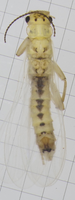  ( - CCDB-51874-E06)  @11 [ ] Unspecified (default): All Rights Reserved  Unspecified Unspecified