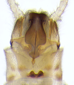  (Alloperlini - CCDB-51874-E04)  @11 [ ] CreativeCommons - Attribution Share-Alike (2025) Unspecified Utah State University