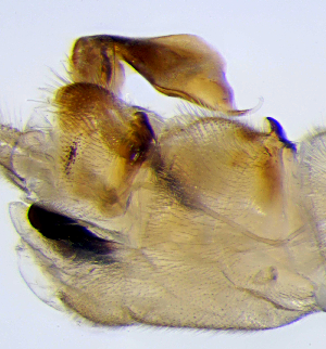  ( - CCDB-51874-E04)  @11 [ ] CreativeCommons - Attribution Share-Alike (2025) Unspecified Utah State University