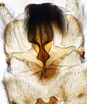  ( - CCDB-51874-E06)  @11 [ ] CreativeCommons - Attribution Share-Alike (2025) Unspecified Utah State University