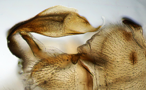  ( - CCDB-51874-E06)  @11 [ ] CreativeCommons - Attribution Share-Alike (2025) Unspecified Utah State University