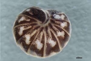  ( - ABOL-25-1277)  @11 [ ] CC-BY (2025) Macek Oliver NHMWien