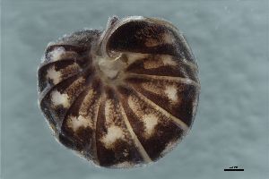  ( - ABOL-25-1278)  @11 [ ] CC-BY (2025) Macek Oliver NHMWien