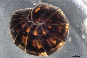  ( - ABOL-25-1275)  @11 [ ] CC-BY (2025) Macek Oliver NHMWien