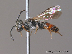  (Sphecodes geoffrellus - BC ZSM HYM 10154)  @15 [ ] CreativeCommons - Attribution Non-Commercial Share-Alike (2010) SNSB, Zoologische Staatssammlung Muenchen SNSB, Zoologische Staatssammlung Muenchen