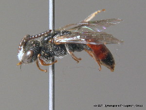  (Sphecodes croaticus - BC ZSM HYM 10156)  @13 [ ] CreativeCommons - Attribution Non-Commercial Share-Alike (2010) SNSB, Zoologische Staatssammlung Muenchen SNSB, Zoologische Staatssammlung Muenchen