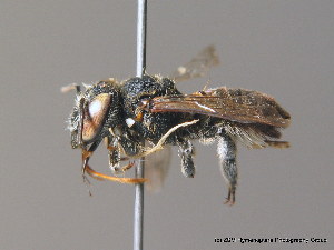  (Megachile flabellipes - BC ZSM HYM 10161)  @15 [ ] CreativeCommons - Attribution Non-Commercial Share-Alike (2010) SNSB, Zoologische Staatssammlung Muenchen SNSB, Zoologische Staatssammlung Muenchen