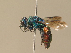  (Chrysis subcoriacea - BC ZSM HYM 12744)  @14 [ ] CreativeCommons - Attribution Non-Commercial Share-Alike (2015) SNSB, Zoologische Staatssammlung Muenchen SNSB, Zoologische Staatssammlung Muenchen