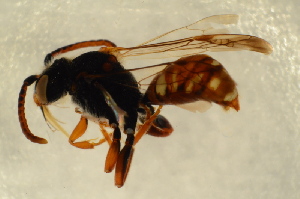  (Nomada symphyti - BC ZSM HYM 12860)  @13 [ ] CreativeCommons - Attribution Non-Commercial Share-Alike (2015) SNSB, Zoologische Staatssammlung Muenchen SNSB, Zoologische Staatssammlung Muenchen