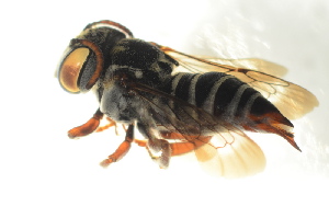  (Coelioxys brevis - BC ZSM HYM 13120)  @14 [ ] CreativeCommons - Attribution Non-Commercial Share-Alike (2015) SNSB, Zoologische Staatssammlung Muenchen SNSB, Zoologische Staatssammlung Muenchen