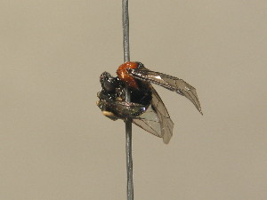  ( - BC ZSM HYM 13882)  @12 [ ] CreativeCommons - Attribution Non-Commercial Share-Alike (2015) SNSB, Zoologische Staatssammlung Muenchen SNSB, Zoologische Staatssammlung Muenchen