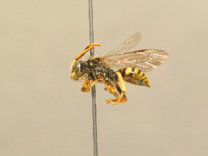  ( - BC ZSM HYM 13913)  @13 [ ] CreativeCommons - Attribution Non-Commercial Share-Alike (2015) SNSB, Zoologische Staatssammlung Muenchen SNSB, Zoologische Staatssammlung Muenchen