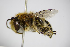  (Anthophora bimaculata - BC ZSM HYM 14462)  @15 [ ] CreativeCommons - Attribution Non-Commercial Share-Alike (2015) SNSB, Zoologische Staatssammlung Muenchen SNSB, Zoologische Staatssammlung Muenchen