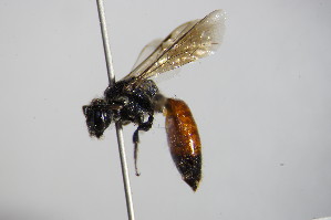 (Sphecodes pellucidus - BC ZSM HYM 14640)  @14 [ ] CreativeCommons - Attribution Non-Commercial Share-Alike (2015) SNSB, Zoologische Staatssammlung Muenchen SNSB, Zoologische Staatssammlung Muenchen