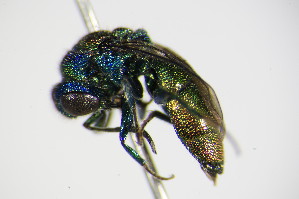  (Chrysis bicolor - BC ZSM HYM 17326)  @14 [ ] CreativeCommons - Attribution Non-Commercial Share-Alike (2015) SNSB, Zoologische Staatssammlung Muenchen SNSB, Zoologische Staatssammlung Muenchen