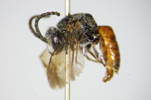  (Sphecodes alternatus - BC ZSM HYM 17418)  @13 [ ] CreativeCommons - Attribution Non-Commercial Share-Alike (2015) SNSB, Zoologische Staatssammlung Muenchen SNSB, Zoologische Staatssammlung Muenchen