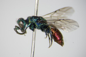  (Chrysis ignita s. lato - BC ZSM HYM 17474)  @14 [ ] CreativeCommons - Attribution Non-Commercial Share-Alike (2015) SNSB, Zoologische Staatssammlung Muenchen SNSB, Zoologische Staatssammlung Muenchen