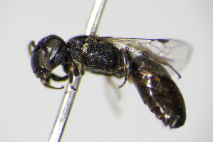  (Hylaeus tyrolensis - BC ZSM HYM 17538)  @13 [ ] CreativeCommons - Attribution Non-Commercial Share-Alike (2015) SNSB, Zoologische Staatssammlung Muenchen SNSB, Zoologische Staatssammlung Muenchen