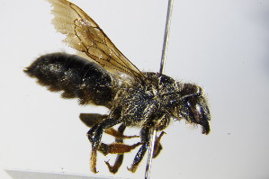  (Megachile pyrenaica - BC ZSM HYM 17935)  @14 [ ] CreativeCommons - Attribution Non-Commercial Share-Alike (2015) SNSB, Zoologische Staatssammlung Muenchen SNSB, Zoologische Staatssammlung Muenchen