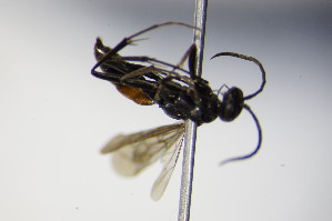  ( - BC ZSM HYM 17159)  @11 [ ] CreativeCommons - Attribution Non-Commercial Share-Alike (2015) SNSB, Zoologische Staatssammlung Muenchen SNSB, Zoologische Staatssammlung Muenchen