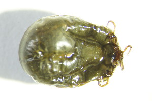 (Ixodes sp265 - GBOL03870)  @11 [ ] CreativeCommons - Attribution Non-Commercial Share-Alike (2015) SNSB, Zoologische Staatssammlung Muenchen SNSB, Zoologische Staatssammlung Muenchen