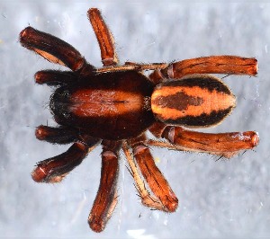  ( - GBOL14682)  @11 [ ] CreativeCommons - Attribution Non-Commercial Share-Alike (2015) SNSB, Zoologische Staatssammlung Muenchen SNSB, Zoologische Staatssammlung Muenchen