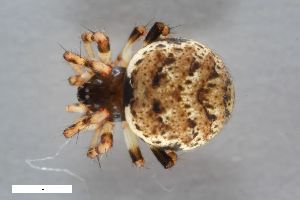  ( - ZFMK-TIS-2008)  @11 [ ] CreativeCommons  Attribution Share-Alike (by-sa) 818 (2013) Unspecified Zoologisches Forschungsmuseum Alexander Koenig