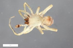  ( - ZFMK-TIS-20956)  @11 [ ] CreativeCommons  Attribution Share-Alike (by-sa) 818 (2012) Unspecified Zoologisches Forschungsmuseum Alexander Koenig