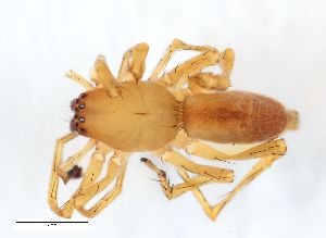  ( - ZFMK-TIS-2516882)  @11 [ ] CreativeCommons  Attribution Share-Alike (by-sa) 818 (2014) Unspecified Zoologisches Forschungsmuseum Alexander Koenig