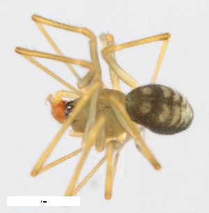  (Bathyphantes similis - ZFMK-TIS-2517037)  @11 [ ] CreativeCommons  Attribution Share-Alike (by-sa) 818 (2014) Unspecified Zoologisches Forschungsmuseum Alexander Koenig