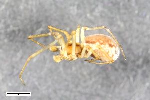  ( - ZFMK-TIS-2538176)  @11 [ ] CreativeCommons  Attribution Share-Alike (by-sa) 818 (2015) Unspecified Zoologisches Forschungsmuseum Alexander Koenig