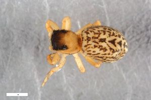  ( - ZFMK-TIS-2551915)  @11 [ ] CreativeCommons  Attribution Share-Alike (by-sa) 818 (2015) Unspecified Zoologisches Forschungsmuseum Alexander Koenig