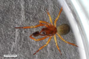  ( - ZFMK-TIS-2551951)  @11 [ ] CreativeCommons  Attribution Share-Alike (by-sa) 818 (2015) Unspecified Zoologisches Forschungsmuseum Alexander Koenig