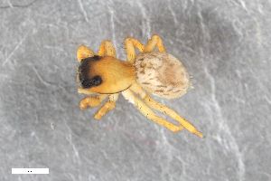  ( - ZFMK-TIS-2554627)  @11 [ ] CreativeCommons  Attribution Share-Alike (by-sa) 818 (2015) Unspecified Zoologisches Forschungsmuseum Alexander Koenig