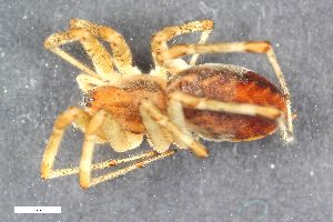  ( - ZFMK-TIS-2556950)  @11 [ ] CreativeCommons  Attribution Share-Alike (by-sa) 818 (2015) Unspecified Zoologisches Forschungsmuseum Alexander Koenig