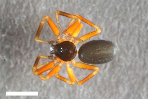  ( - ZFMK-TIS-2568613)  @11 [ ] CreativeCommons  Attribution Share-Alike (by-sa) 818 (2017) Unspecified Zoologisches Forschungsmuseum Alexander Koenig