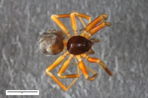  ( - ZFMK-TIS-2578747)  @11 [ ] CreativeCommons  Attribution Share-Alike (by-sa) 818 (2016) Unspecified Zoologisches Forschungsmuseum Alexander Koenig