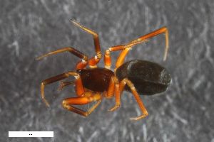  ( - ZFMK-TIS-2582328)  @11 [ ] CreativeCommons  Attribution Share-Alike (by-sa) 818 (2016) Unspecified Zoologisches Forschungsmuseum Alexander Koenig