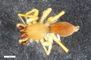  ( - ZFMK-TIS-2583824)  @11 [ ] CreativeCommons  Attribution Share-Alike (by-sa) 818 (2016) Unspecified Zoologisches Forschungsmuseum Alexander Koenig