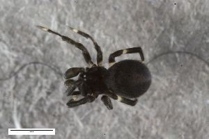  ( - ZFMK-TIS-2588269)  @11 [ ] CreativeCommons  Attribution Share-Alike (by-sa) 818 (2017) Unspecified Zoologisches Forschungsmuseum Alexander Koenig