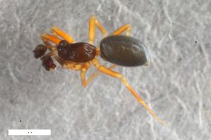  ( - ZFMK-TIS-2588312)  @11 [ ] CreativeCommons  Attribution Share-Alike (by-sa) 818 (2017) Unspecified Zoologisches Forschungsmuseum Alexander Koenig