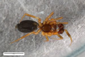  ( - ZFMK-TIS-2588313)  @11 [ ] CreativeCommons  Attribution Share-Alike (by-sa) 818 (2017) Unspecified Zoologisches Forschungsmuseum Alexander Koenig